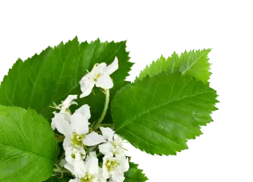 Weißdornblüten-Extrakt Senkt Cholesterin & Triglyceride