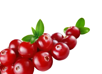 Trauben-Kernextrakt Reduziert schlechtes Blutcholesterin