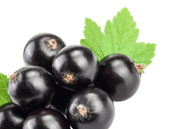 Schwarze Johannisbeere Extrakt Reduziert Schwellungen